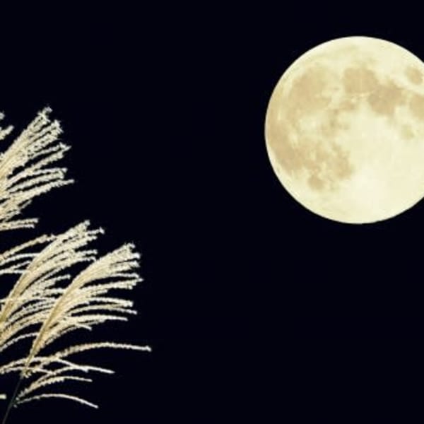 10月から秋の感謝クーポン開催中|新リンパサロン横浜青葉西・整体院 中澤