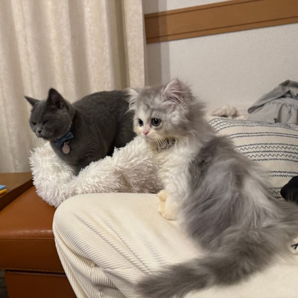Mimironに猫好き集まれ！|Mimiron Beauty