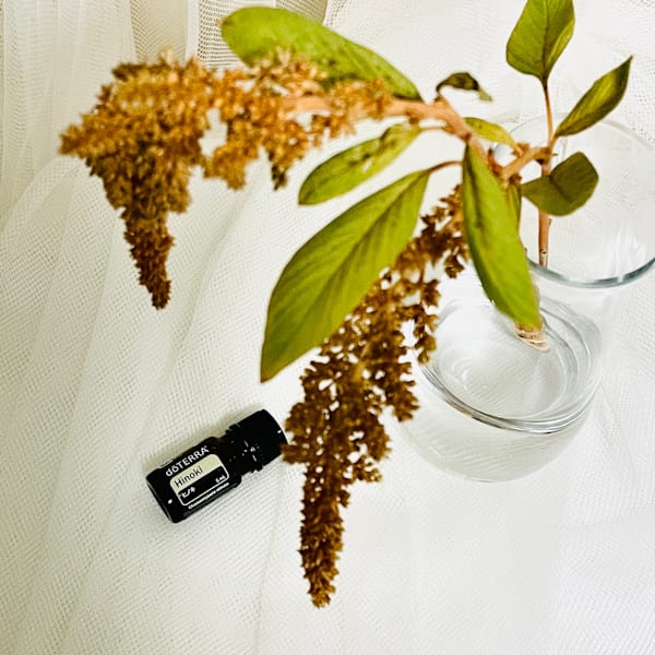 【Limited】ヒノキのご紹介|NADI YOGA SALON