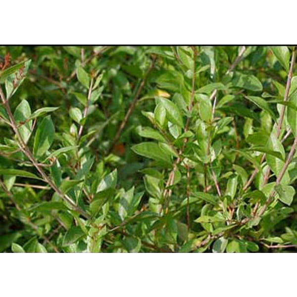 カット/ヘナショート/ヘッドスパ