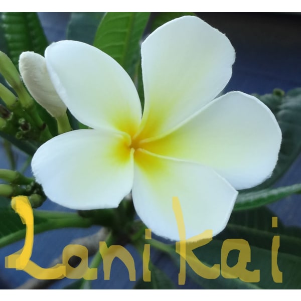 よもぎハーブ蒸し Lani Kai