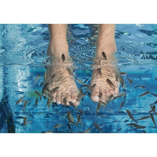 足裏角質ケアドクターフィッシュ【Dr.Fish Pedicure】10min