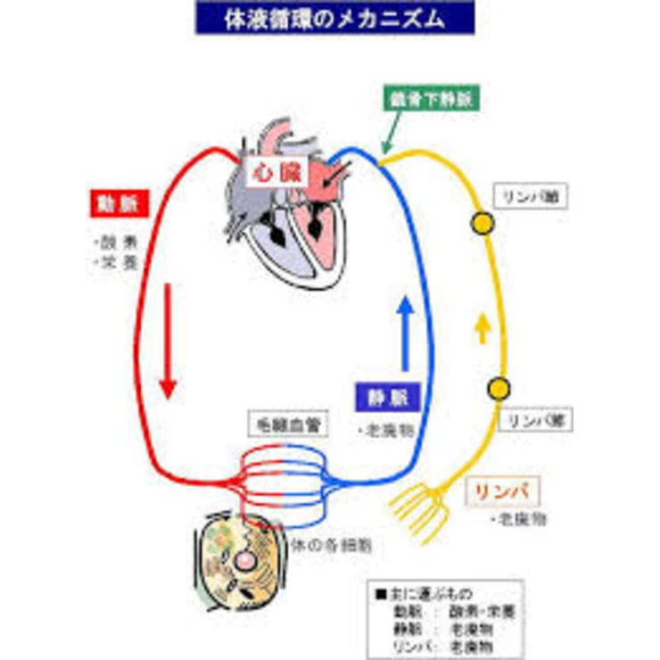 リンパとは 血液をキレイに保つ仕組み リンパが活躍 本格リンパ整体院 Runwalk ホンカクリンパセイタイインランウォーク のこだわり特集 リラク マッサージサロンを予約するなら楽天ビューティ