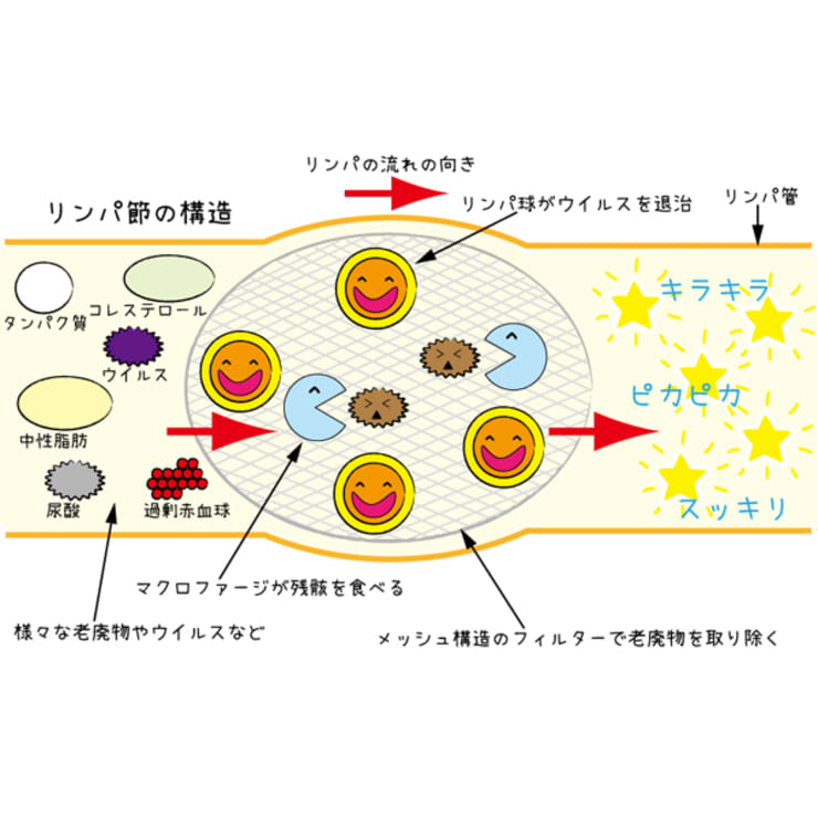リンパとは 血液をキレイに保つ仕組み リンパが活躍 本格リンパ整体院 Runwalk ホンカクリンパセイタイインランウォーク のこだわり特集 リラク マッサージサロンを予約するなら楽天ビューティ リンパとは 血液をキレイに保つ仕組み リンパが活躍 本格リンパ整体院 Runwalk ホンカクリンパセイタイインランウォーク のこだわり特集 リラク マッサージサロンを予約するなら楽天ビューティ