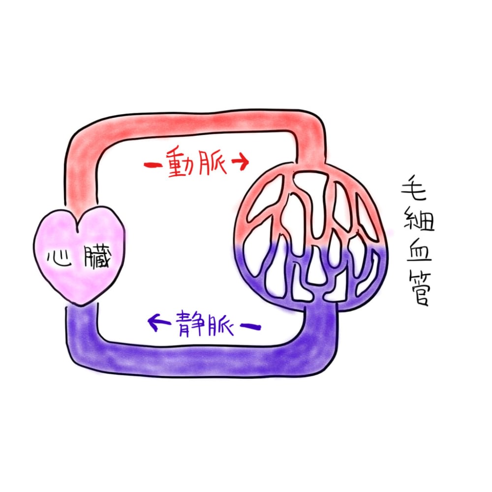 リンパとは 血液をキレイに保つ仕組み リンパが活躍 本格リンパ整体院 Runwalk ホンカクリンパセイタイインランウォーク のこだわり特集 リラク マッサージサロンを予約するなら楽天ビューティ