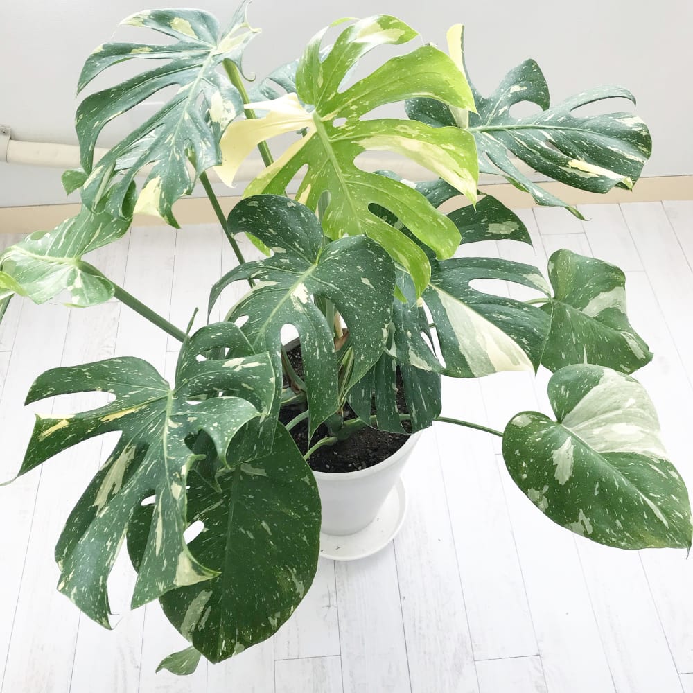 nailsalon LUANA 画像