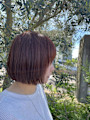 キュートボブ