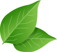 くるみ(クルミ)