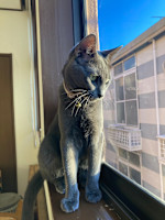 ロイド(ロイド)