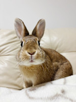 モンテ 白髪染め(モンテ シラガ)