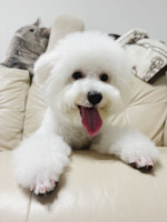 ウユ　ボブ 白髪ぞめ(ウユ ボブ)