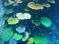 浅海 孝子(アサウミ タカコ)