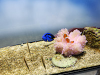 中村瑞帆(ナカムラ)