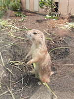 土日祝日限定(ドニチ)