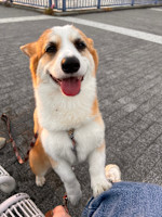 よもぎもち 副店長(ヨモギモチ フクテンチョ)