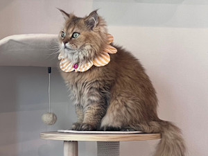 ねこ好きの為のNail Salon Le Dali Deux 東銀座店(ネコズキノタメノネイルサロンルダリドゥー　ヒガシギンザテン)