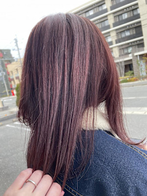 ピンクラベンダー