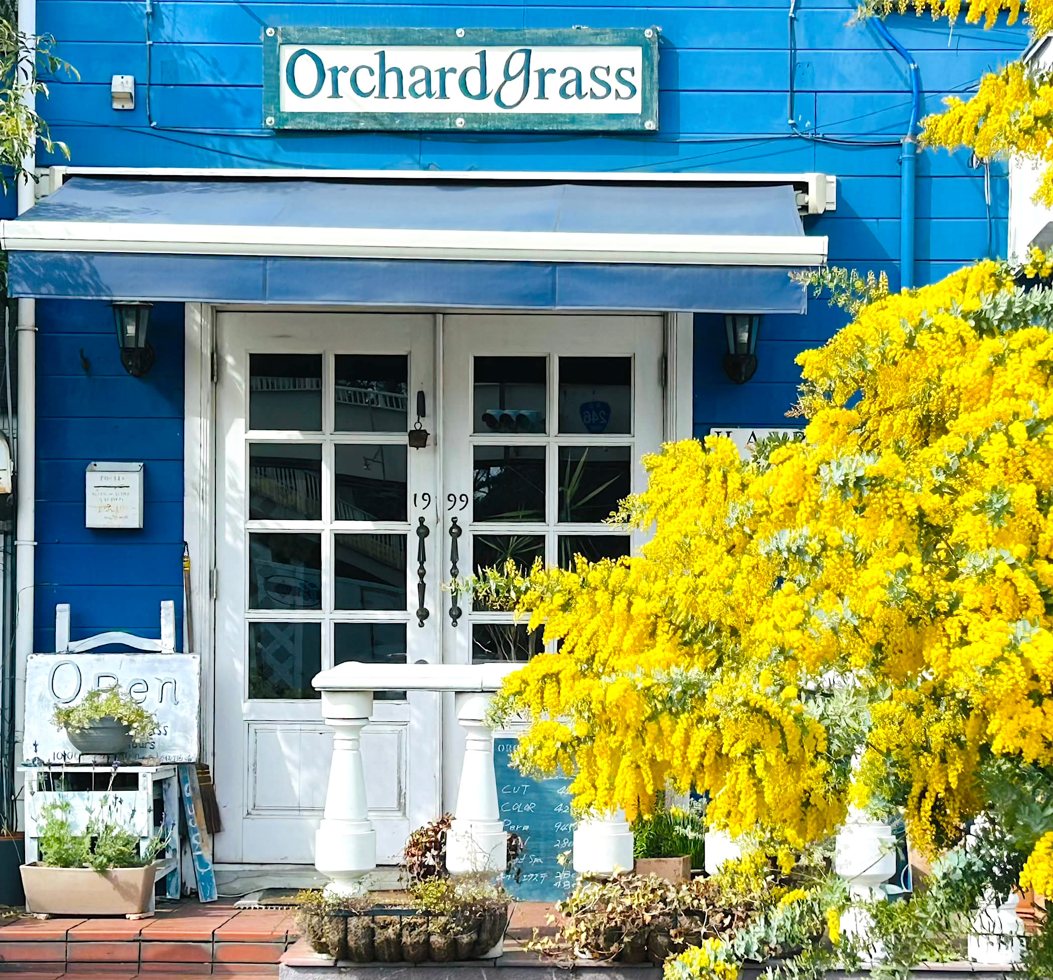 Orchardgrassのアイキャッチ画像